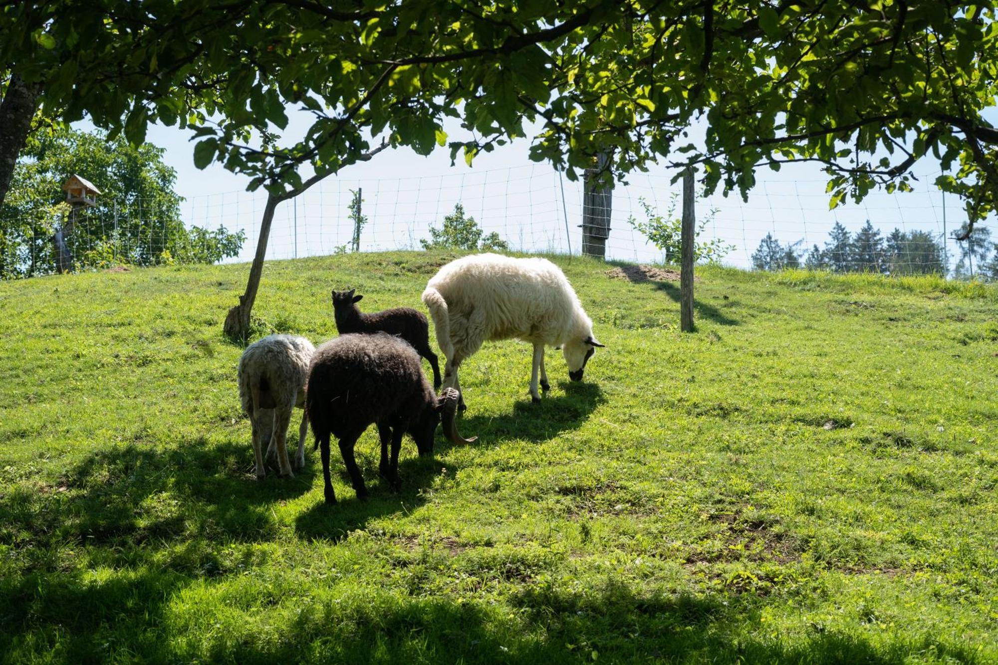 Horse Farm Pr' Kolenc *
